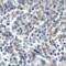 TNF Superfamily Member 14 antibody, LS-C669103, Lifespan Biosciences, Immunohistochemistry frozen image 