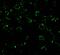 Caspase Recruitment Domain Family Member 10 antibody, 3013, ProSci, Immunofluorescence image 