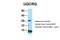 Ubiquinol-Cytochrome C Reductase Complex III Subunit VII antibody, PA5-45979, Invitrogen Antibodies, Western Blot image 