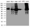 Transglutaminase 2 antibody, LS-C791940, Lifespan Biosciences, Western Blot image 