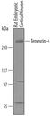 Teneurin Transmembrane Protein 4 antibody, AF6320, R&D Systems, Western Blot image 