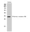 Olfactory Receptor Family 9 Subfamily Q Member 1 antibody, A17732, Boster Biological Technology, Western Blot image 