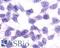 G Protein-Coupled Receptor 17 antibody, LS-A4229, Lifespan Biosciences, Immunocytochemistry image 