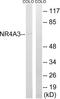 Nuclear Receptor Subfamily 4 Group A Member 3 antibody, LS-C120186, Lifespan Biosciences, Western Blot image 