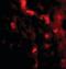 Immunity Related GTPase M antibody, orb88415, Biorbyt, Immunofluorescence image 