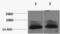 Histone Cluster 4 H4 antibody, A68341-100, Epigentek, Western Blot image 