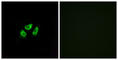 Sodium Voltage-Gated Channel Alpha Subunit 7 antibody, abx014896, Abbexa, Western Blot image 