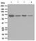 TNF Receptor Superfamily Member 1B antibody, ab109322, Abcam, Western Blot image 