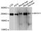 SMMHC antibody, A10827, ABclonal Technology, Western Blot image 