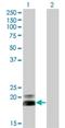 Heart- and neural crest derivatives-expressed protein 2 antibody, H00009464-M06, Novus Biologicals, Western Blot image 