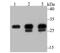 Carbonic Anhydrase 1 antibody, NBP2-76980, Novus Biologicals, Western Blot image 