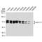 Lamin A/C antibody, GTX00774, GeneTex, Western Blot image 