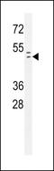 RAD9 Checkpoint Clamp Component A antibody, LS-C162417, Lifespan Biosciences, Western Blot image 