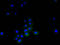 TNF Superfamily Member 14 antibody, A51761-100, Epigentek, Immunofluorescence image 