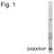 GABA Type A Receptor-Associated Protein antibody, PA1-4145, Invitrogen Antibodies, Western Blot image 