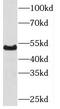 PBX/Knotted 1 Homeobox 1 antibody, FNab06499, FineTest, Western Blot image 