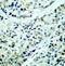 Histone Deacetylase 5 antibody, 79-192, ProSci, Immunohistochemistry frozen image 