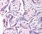 MAGE Family Member L2 antibody, 49-693, ProSci, Immunohistochemistry frozen image 