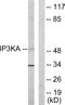 Inositol-Trisphosphate 3-Kinase A antibody, LS-C118830, Lifespan Biosciences, Western Blot image 