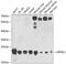 HMGE antibody, GTX66460, GeneTex, Western Blot image 