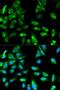 TNF Receptor Associated Factor 6 antibody, LS-C331172, Lifespan Biosciences, Immunofluorescence image 
