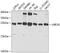 Ubiquitin Conjugating Enzyme E2 K antibody, 13-838, ProSci, Western Blot image 
