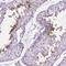 Transmembrane Protein 210 antibody, NBP2-49498, Novus Biologicals, Immunohistochemistry frozen image 