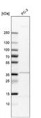 TAM41 Mitochondrial Translocator Assembly And Maintenance Homolog antibody, NBP1-88005, Novus Biologicals, Western Blot image 