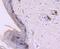 CD1a Molecule antibody, A00375-1, Boster Biological Technology, Immunohistochemistry paraffin image 