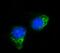 Interferon Induced Protein With Tetratricopeptide Repeats 5 antibody, A07415-2, Boster Biological Technology, Immunofluorescence image 