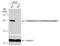 Glutathione S-Transferase Kappa 1 antibody, NBP2-16685, Novus Biologicals, Western Blot image 
