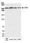 TATA-Box Binding Protein Associated Factor 1 antibody, A303-504A, Bethyl Labs, Western Blot image 