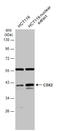 Caudal Type Homeobox 2 antibody, GTX113160, GeneTex, Western Blot image 