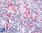 Integrin Subunit Alpha 2 antibody, LS-A9428, Lifespan Biosciences, Immunohistochemistry paraffin image 