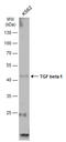 TGF beta antibody, GTX130023, GeneTex, Western Blot image 