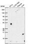 Pterin-4 Alpha-Carbinolamine Dehydratase 1 antibody, PA5-66416, Invitrogen Antibodies, Western Blot image 