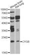 Cytoglobin antibody, STJ28571, St John
