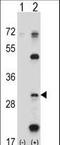 Proteasome Subunit Beta 5 antibody, LS-C162231, Lifespan Biosciences, Western Blot image 