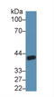 Angiopoietin Like 4 antibody, LS-C298329, Lifespan Biosciences, Western Blot image 