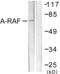 A-Raf Proto-Oncogene, Serine/Threonine Kinase antibody, LS-B8371, Lifespan Biosciences, Western Blot image 