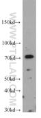 Spermatogenesis Associated 13 antibody, 21400-1-AP, Proteintech Group, Western Blot image 