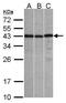 Zinc Finger CCCH-Type Containing 8 antibody, PA5-21811, Invitrogen Antibodies, Western Blot image 