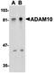 Intraflagellar Transport 74 antibody, orb18684, Biorbyt, Western Blot image 