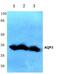 Aquaporin 3 (Gill Blood Group) antibody, PA5-36552, Invitrogen Antibodies, Western Blot image 