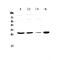 Apolipoprotein B MRNA Editing Enzyme Catalytic Subunit 3A antibody, PA5-78800, Invitrogen Antibodies, Western Blot image 