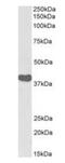 Interleukin Enhancer Binding Factor 2 antibody, orb372989, Biorbyt, Western Blot image 