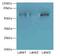 Zinc Finger Protein 554 antibody, LS-C394982, Lifespan Biosciences, Western Blot image 