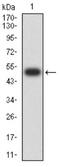 Mindbomb E3 Ubiquitin Protein Ligase 1 antibody, NBP2-61865, Novus Biologicals, Western Blot image 