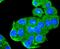 Peroxiredoxin 1 antibody, NBP2-67042, Novus Biologicals, Immunocytochemistry image 