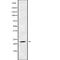 RAB17, Member RAS Oncogene Family antibody, abx218109, Abbexa, Western Blot image 